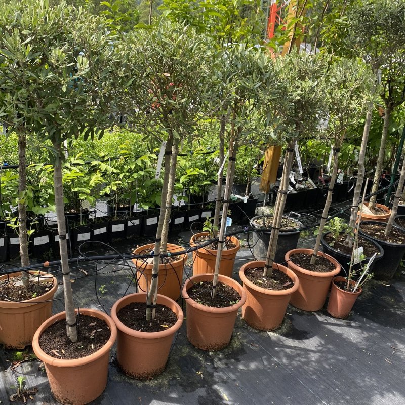 Olea Europea (Olivovník európsky) - kont. C5L, výška: 80-100 cm, výška kmeňa: 50-60 cm (-12°C) - na kmienku